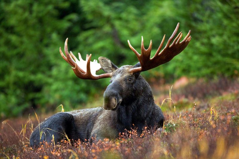 Why Moose Are the Undisputed Stars of New Hampshire's Wild Kingdom
