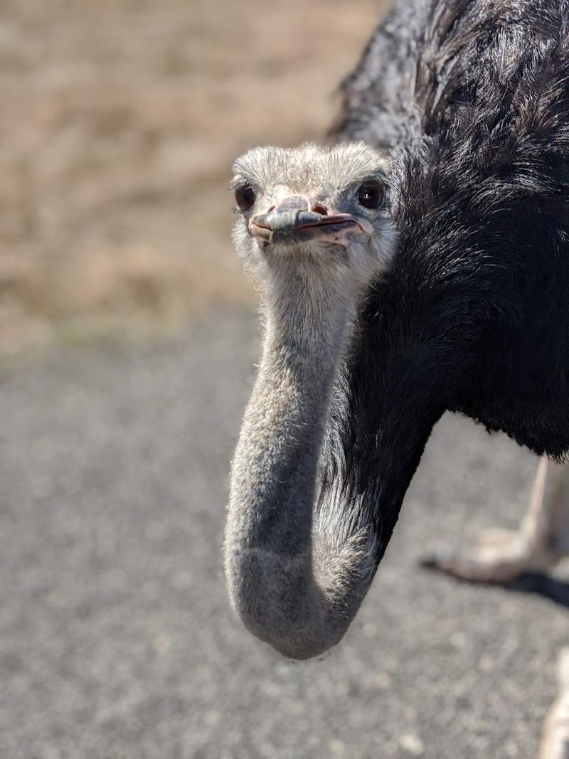 Why Natural Bridge Wildlife Ranch Belongs on Your Texas Road Trip List