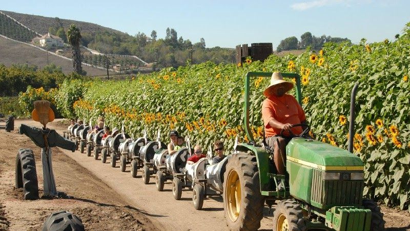 Why The Wagon Ride Feels So Right