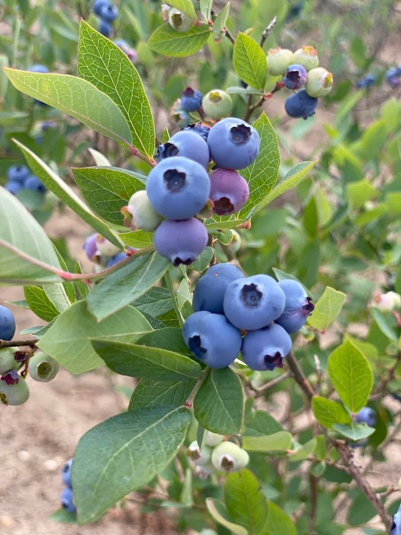 Why These Berries Taste Better