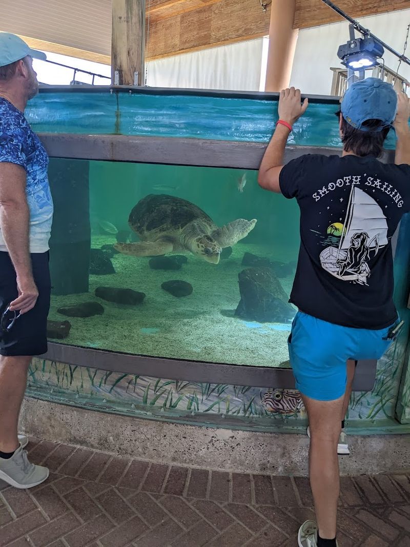 Why Visiting Sea Turtle, Inc. Actually Matters