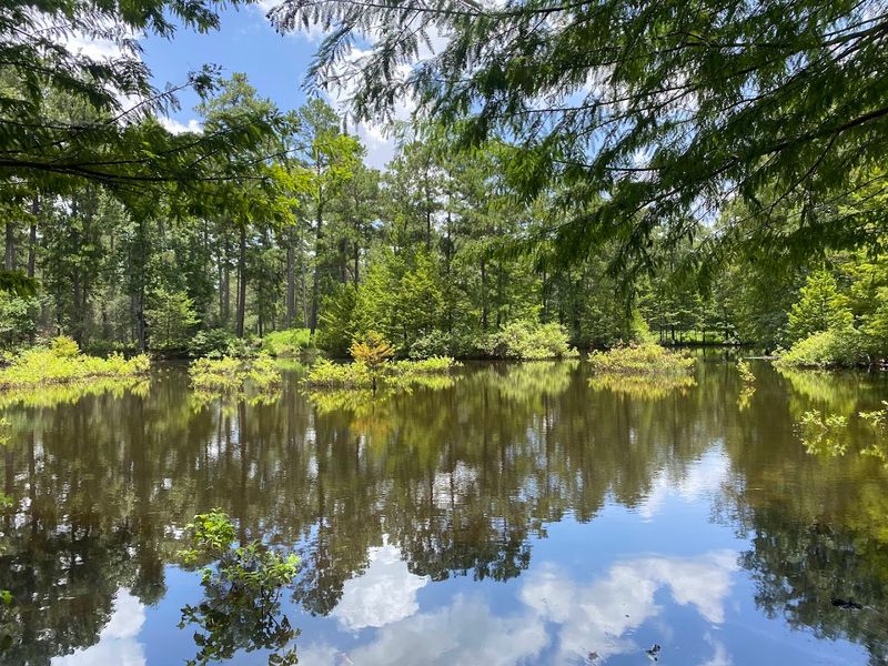 Why W.G. Jones State Forest Deserves More Attention Why W.G. Jones State Forest Deserves More Attention