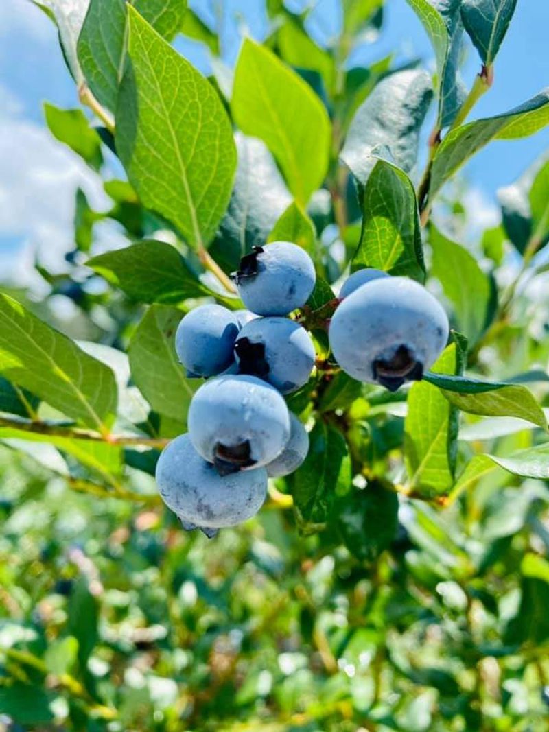 Why White Oak Farm Deserves a Spot on Your Summer List Why White Oak Farm Deserves a Spot on Your Summer List