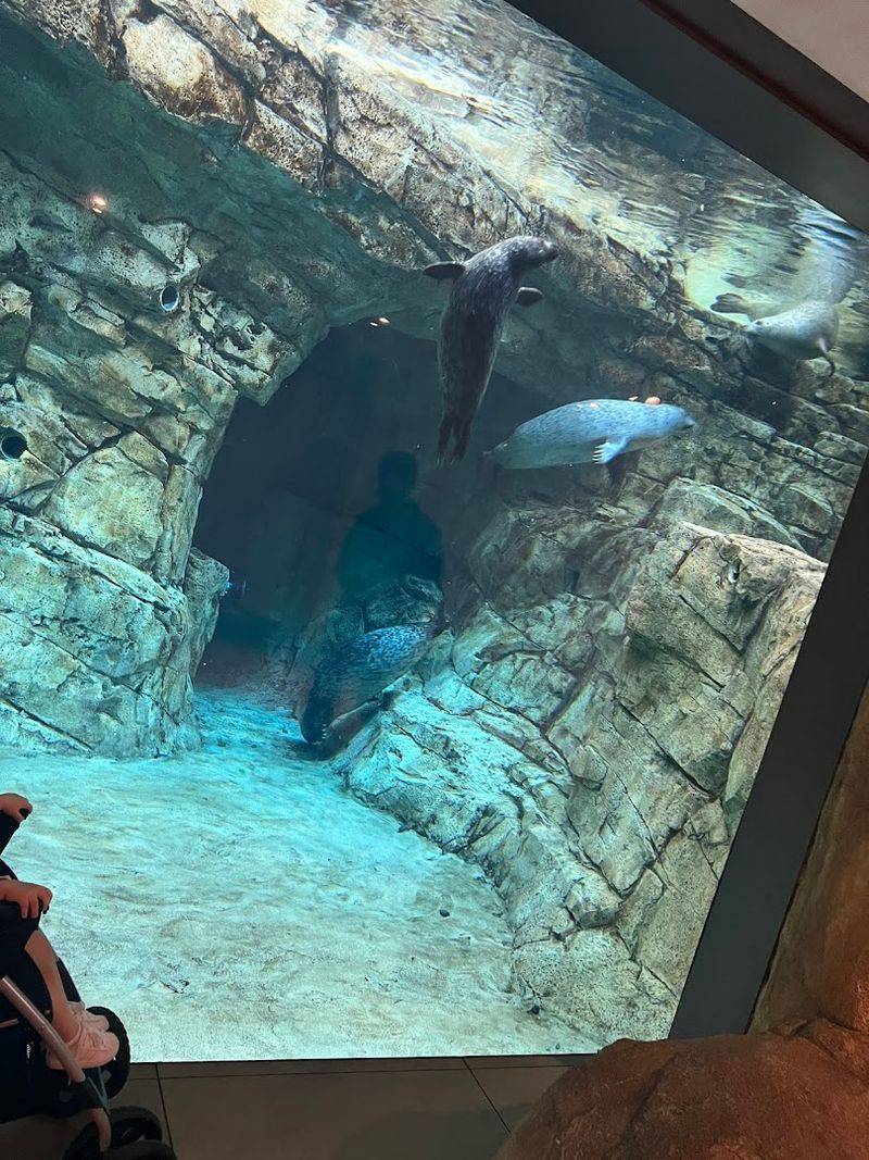 Spotting Harbor Seals and Gray Seals Up Close