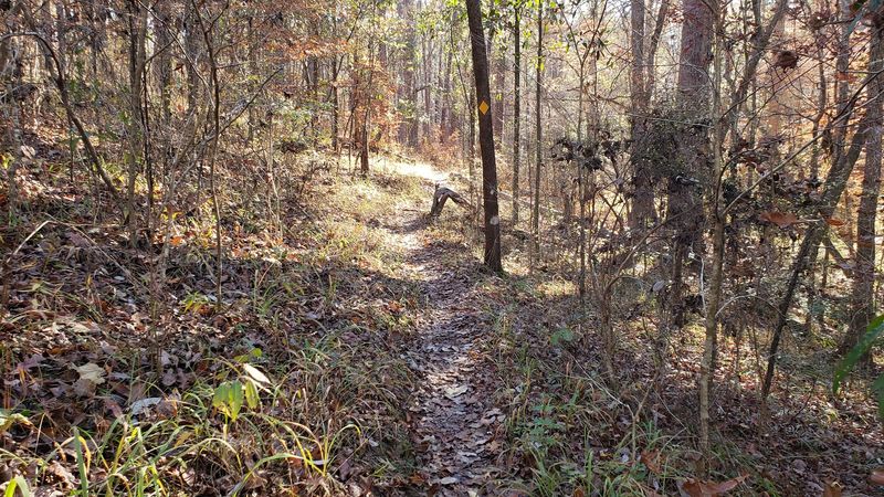 Why the Wild Azalea Trail Deserves a Spot on Your List Why the Wild Azalea Trail Deserves a Spot on Your List