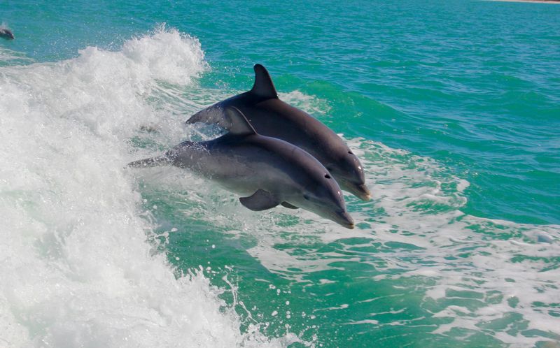 Wild Dolphins Come Incredibly Close to the Boat Wild Dolphins Come Incredibly Close to the Boat