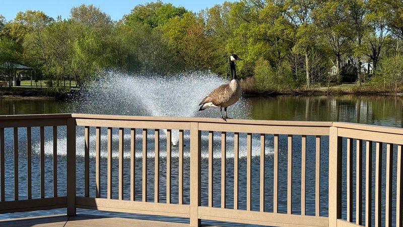 Wild Duck Pond and the Northern Park Areas