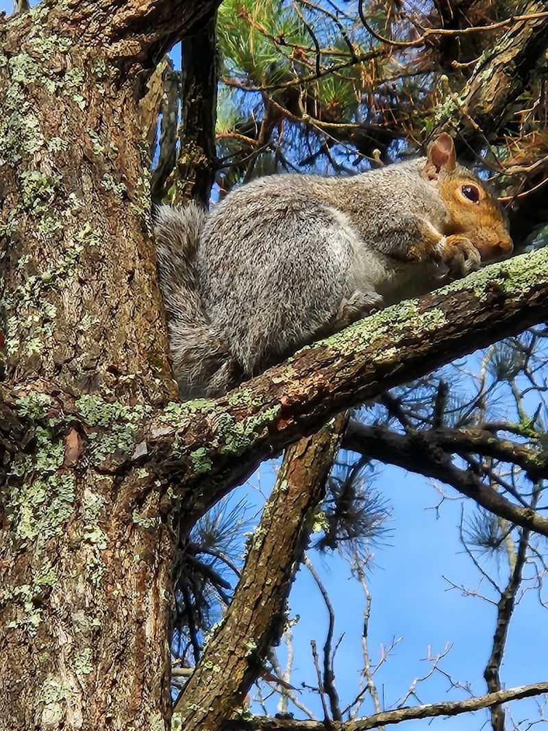 Wild Encounters Along the Trails and in the Enclosures