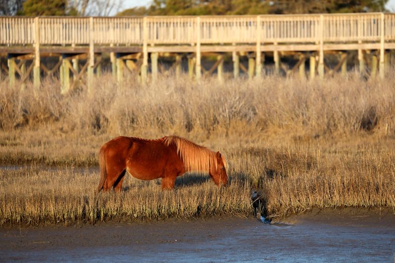 Wild Horses, Deer, and the Mammals You Might Spot