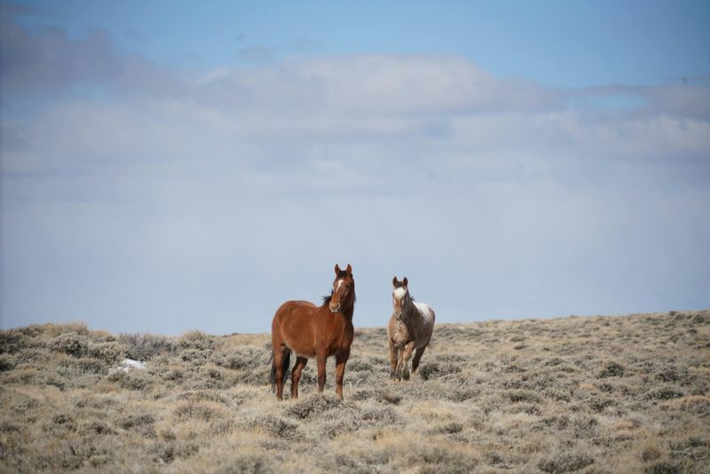 Wild Horses Passing Within Twenty Feet