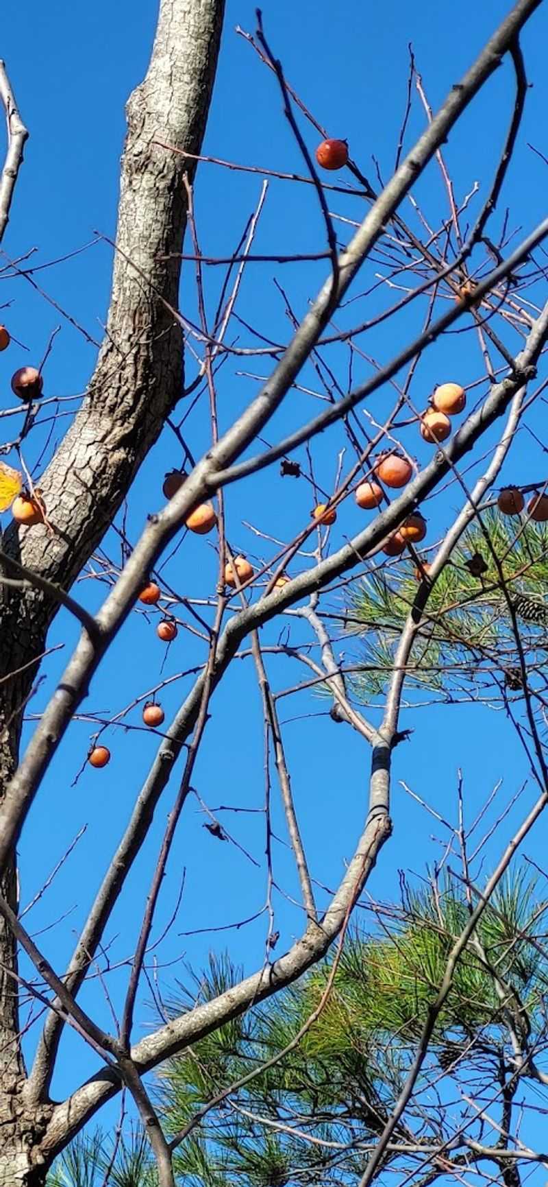 Wild Persimmon Trees and Forest Surprises Along the Trail