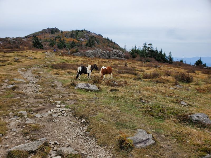 Wild Ponies Roaming the Highland Balds