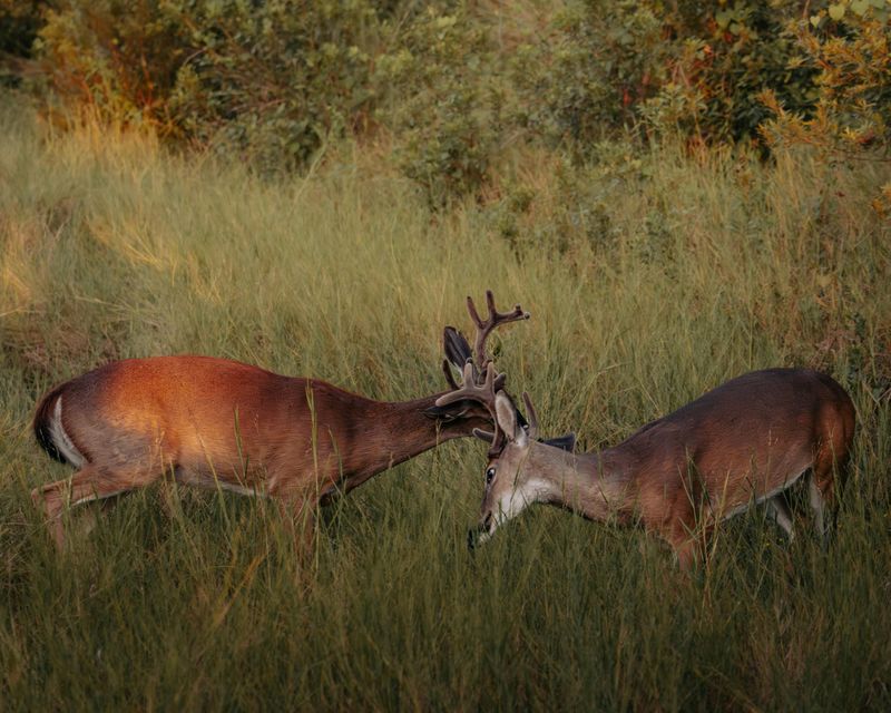 Wildlife Adjusts Or Pulls Back