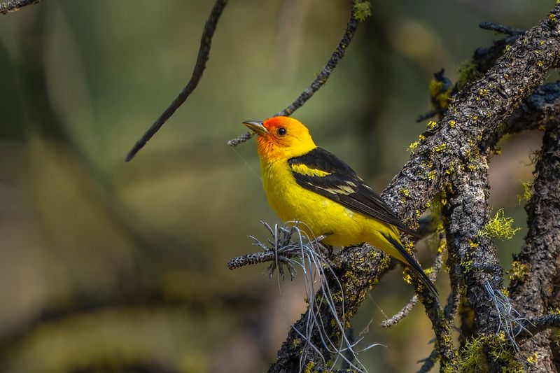 Wildlife Along The Trail: Birds, Fish, And More