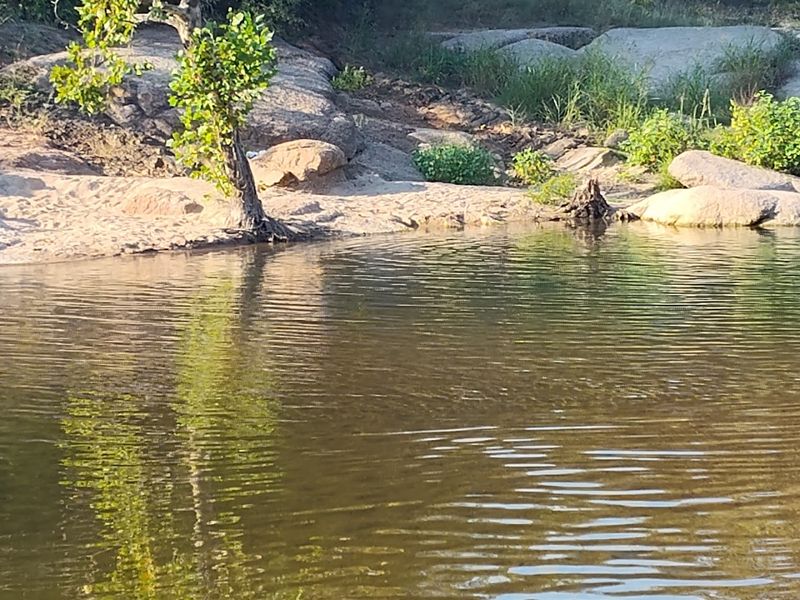 Wildlife Along the Creek Banks