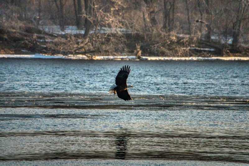 Wildlife Around Deer Lake Worth Watching For