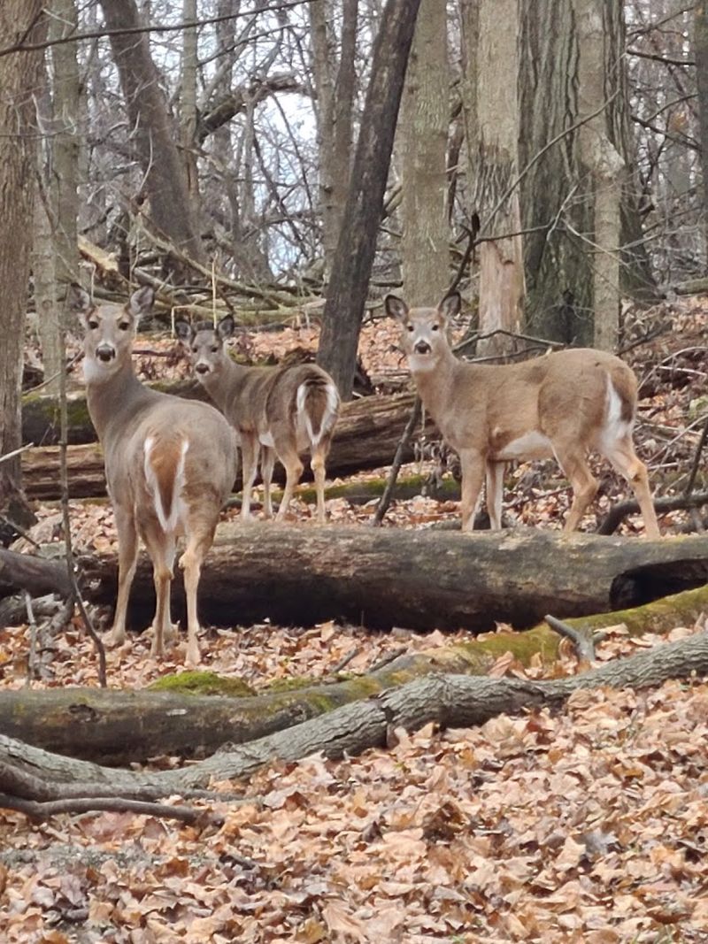 Wildlife Beyond Birds: Deer, Foxes, and More