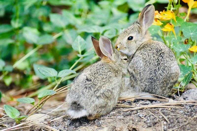 Wildlife Beyond Birds: Rabbits, Lizards, and More