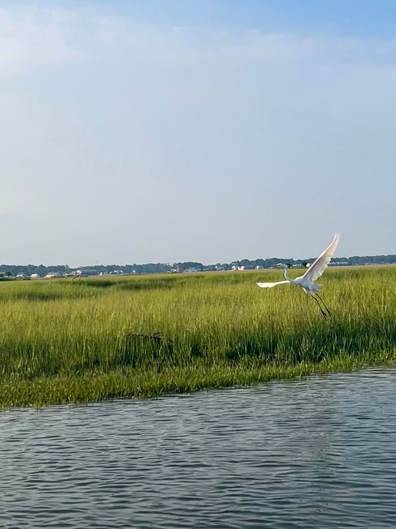 Wildlife Beyond the Ponies