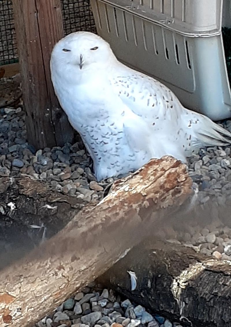 Wildlife Enclosure Tours With Native Raptors