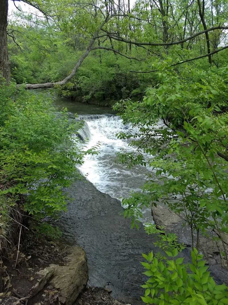 Wildlife Encounters Along the Creek Corridor