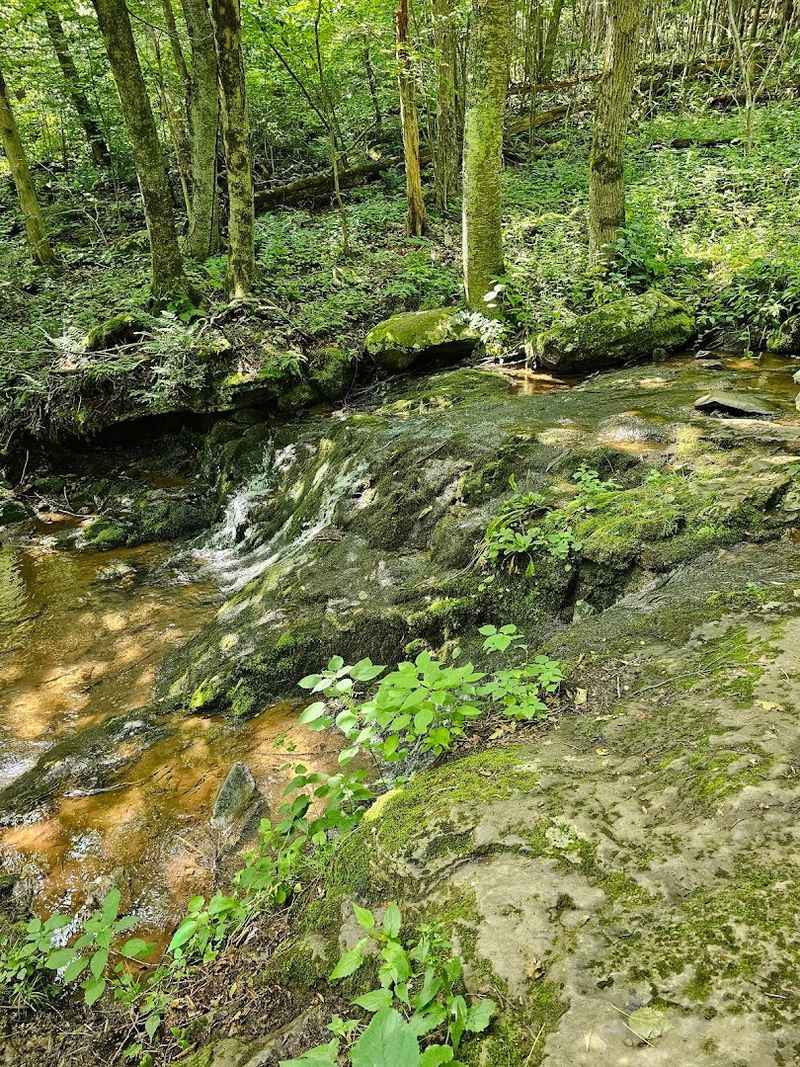 Wildlife Encounters Along the Dark Hollow Trail