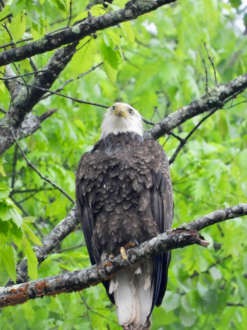 Wildlife Encounters Along the Forest Trail Wildlife Encounters Along the Forest Trail