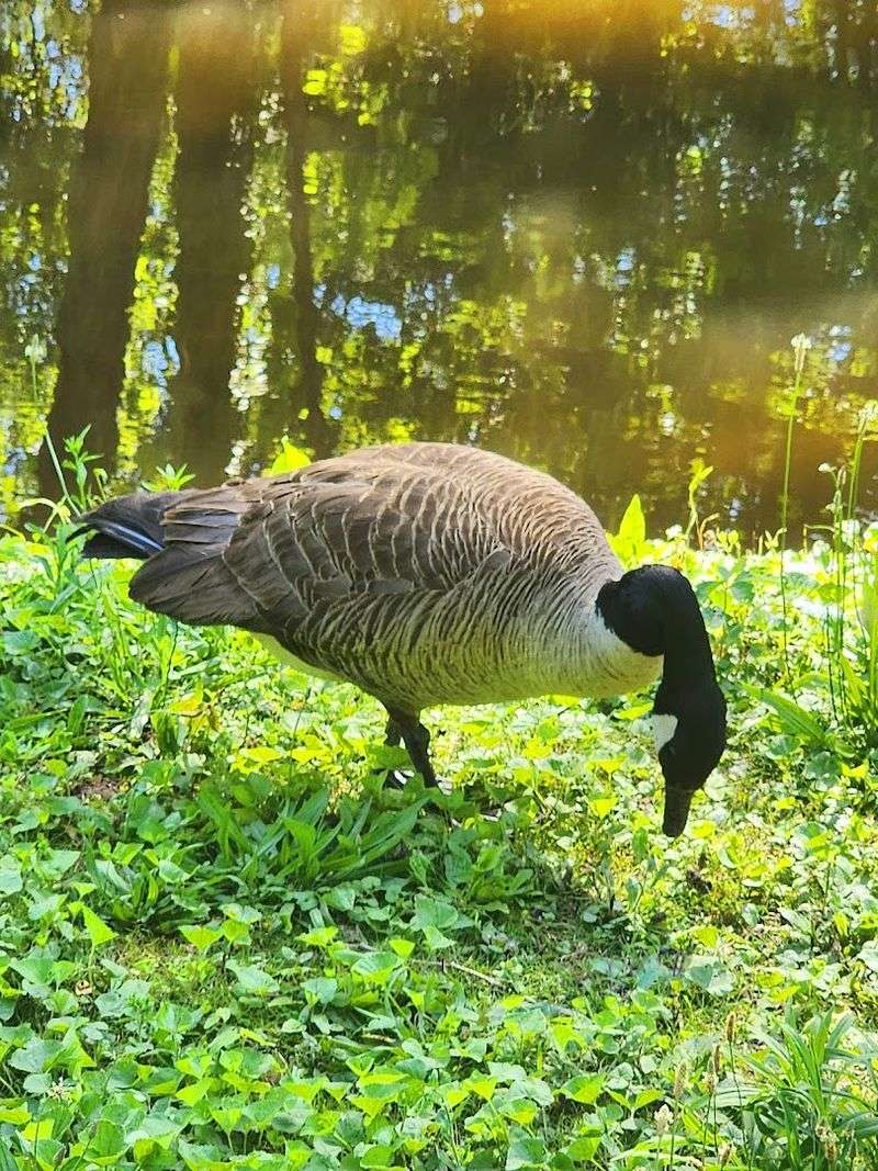 Wildlife Encounters Around Every Bend