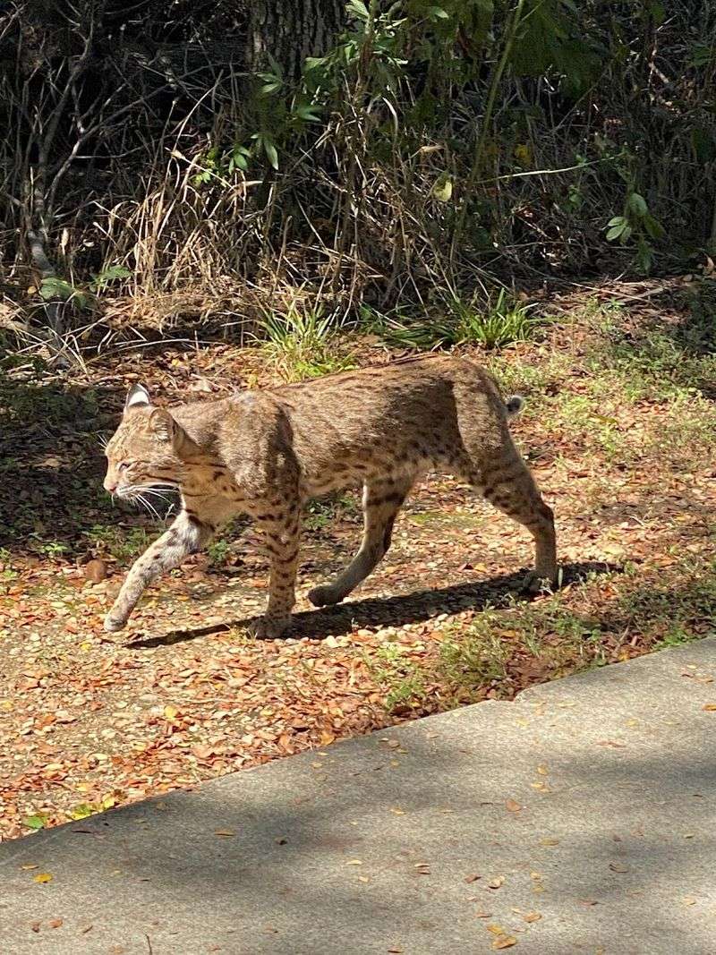 Wildlife Encounters That Genuinely Surprise You