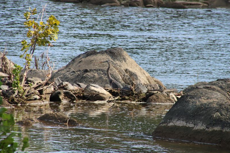 Wildlife Encounters That Reward the Early Birds