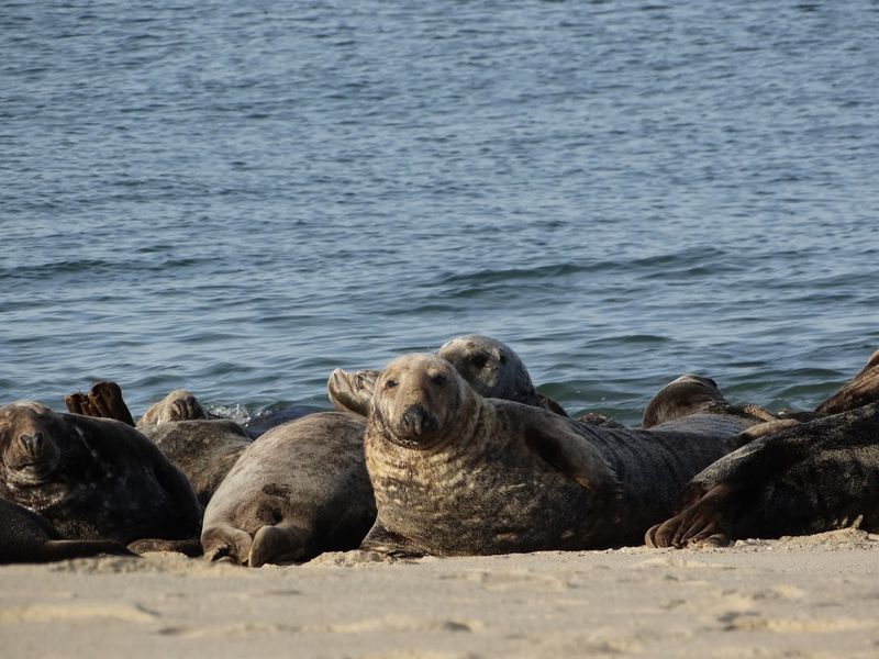 Wildlife Encounters That Will Genuinely Surprise You Wildlife Encounters That Will Genuinely Surprise You