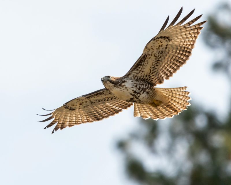 Wildlife Encounters That Will Leave You Speechless