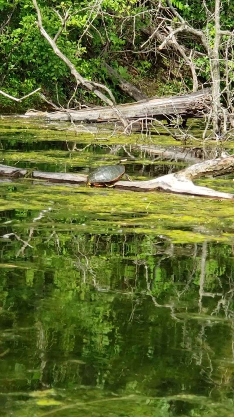 Wildlife Encounters You Did Not See Coming