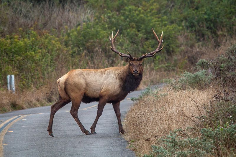 Wildlife Shifting Behavior Near Human Activity