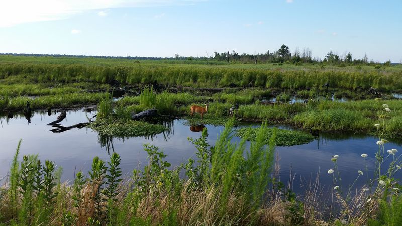 Wildlife So Diverse It Feels Like a Different Planet