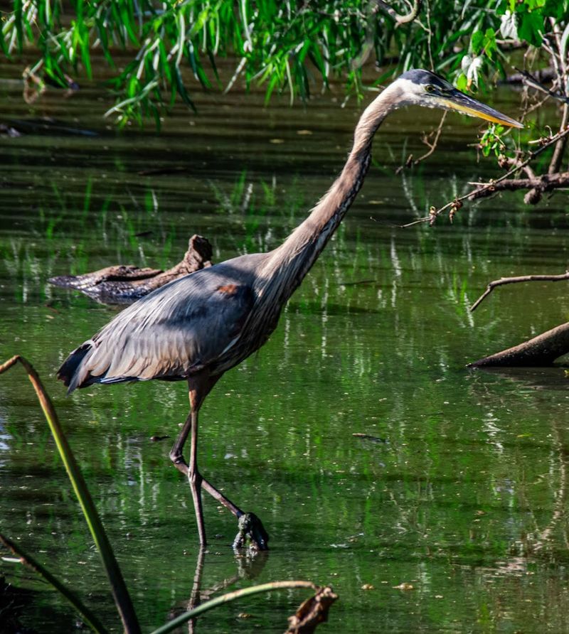 Wildlife Spotting That Will Genuinely Surprise You