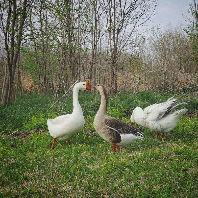 Wildlife That Makes the Walk Feel Wild