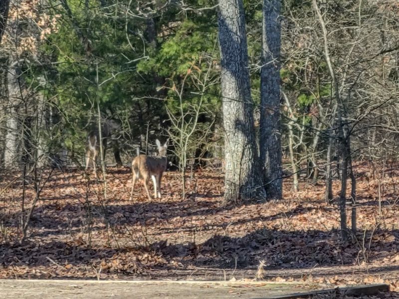 Wildlife That Shows Up When You Stop Rushing