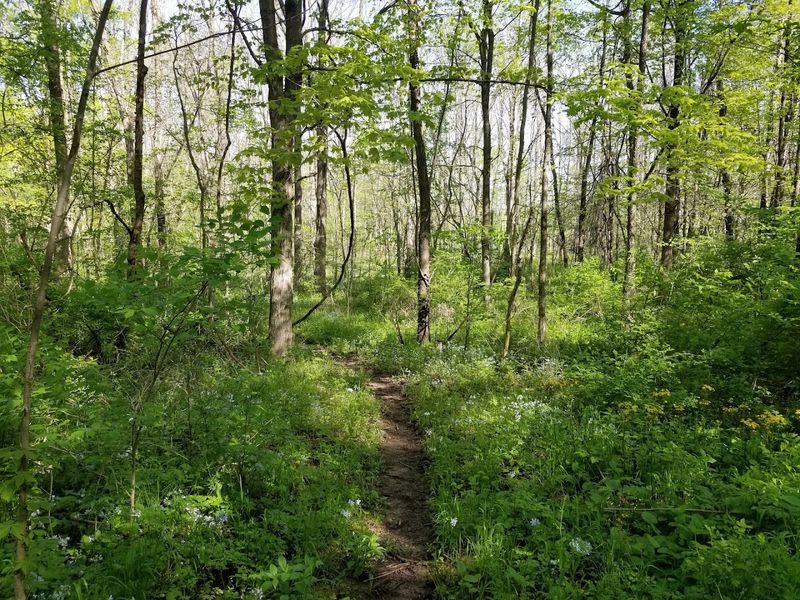 Wildlife That Thrives in One of Indiana's Most Biodiverse Corners