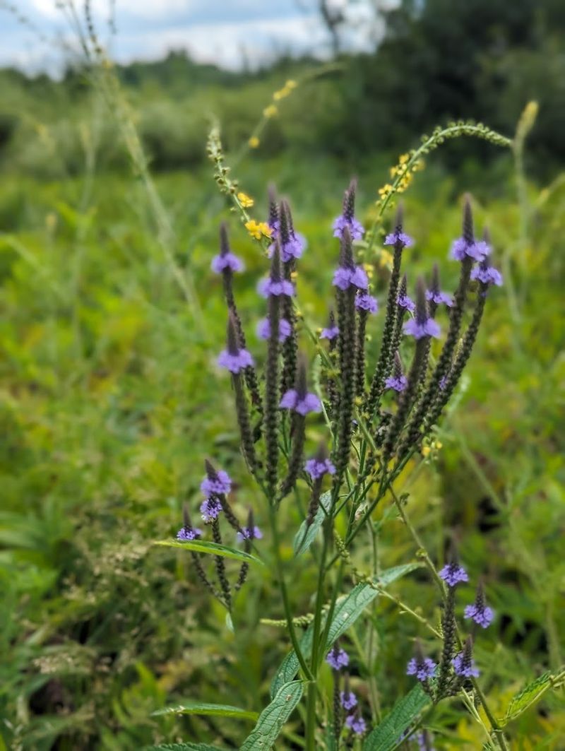 A Living Laboratory For Rare Plant Species