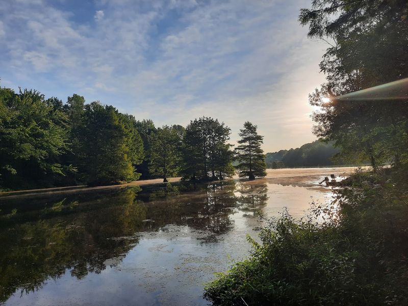 Wildlife Viewing That Includes Bald Eagles Year-Round