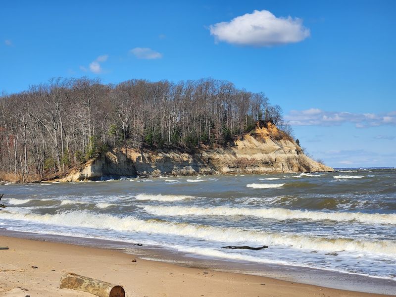 Wildlife Watching: Eagles, Herons, and Unexpected Surprises