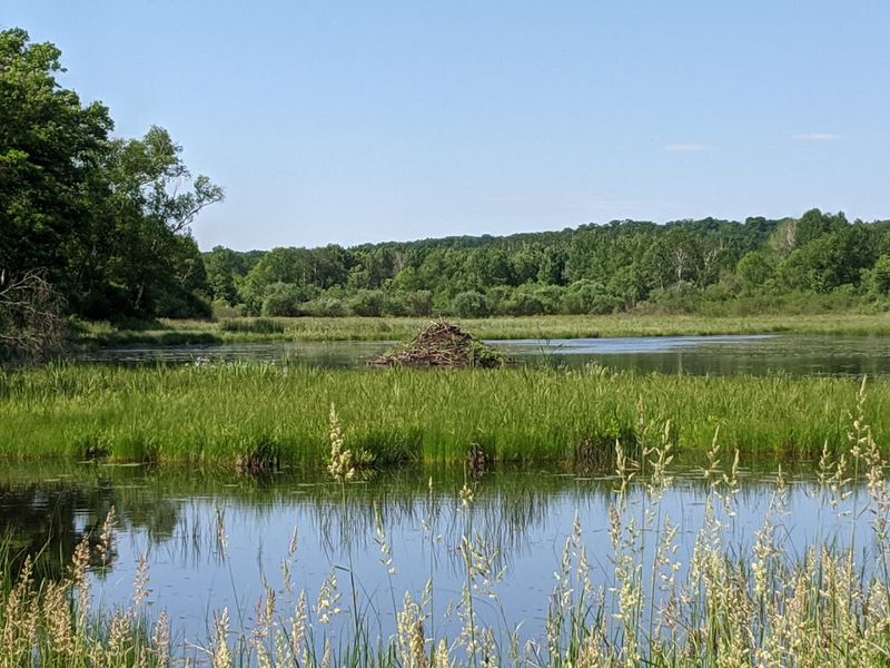 Wildlife Watching: More Critters Than You Expect