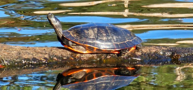 Wildlife Watching That Rivals Any Nature Reserve