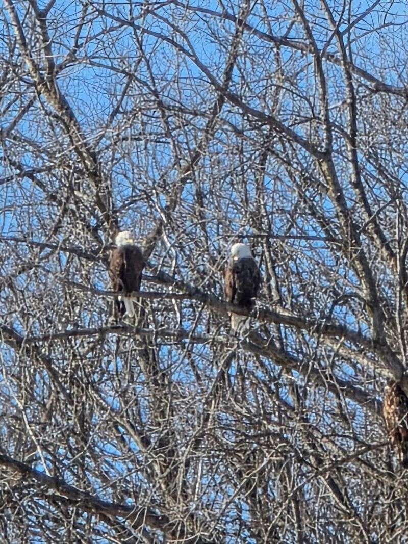 Wildlife Watching That Rivals Any State Park