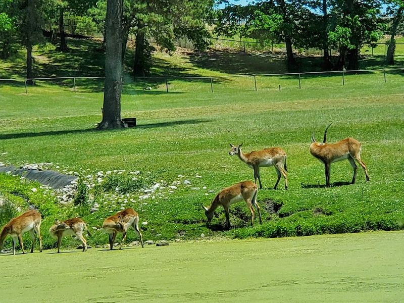 Wildlife Watching for Deer, Foxes, and More