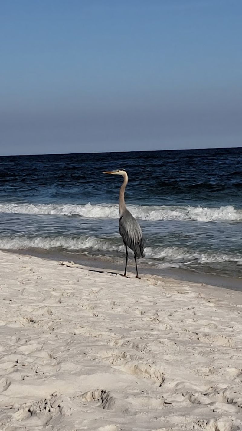 Wildlife You Can Actually Watch in the Wild Wildlife You Can Actually Watch in the Wild
