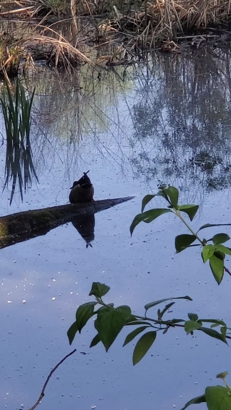 Wildlife You Might Spot From the Boardwalk Couch