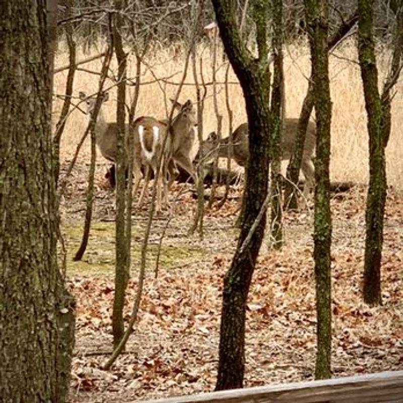 Wildlife You Would Not Expect to Find Near a Highway