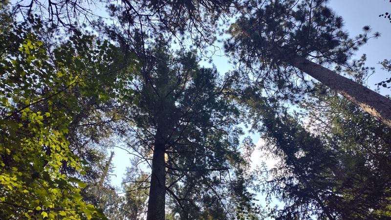 Wildlife and Biodiversity Along the Path